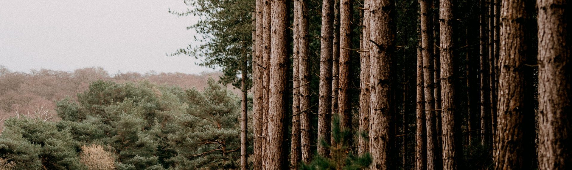 Obra lineal, pistas y caminos forestales