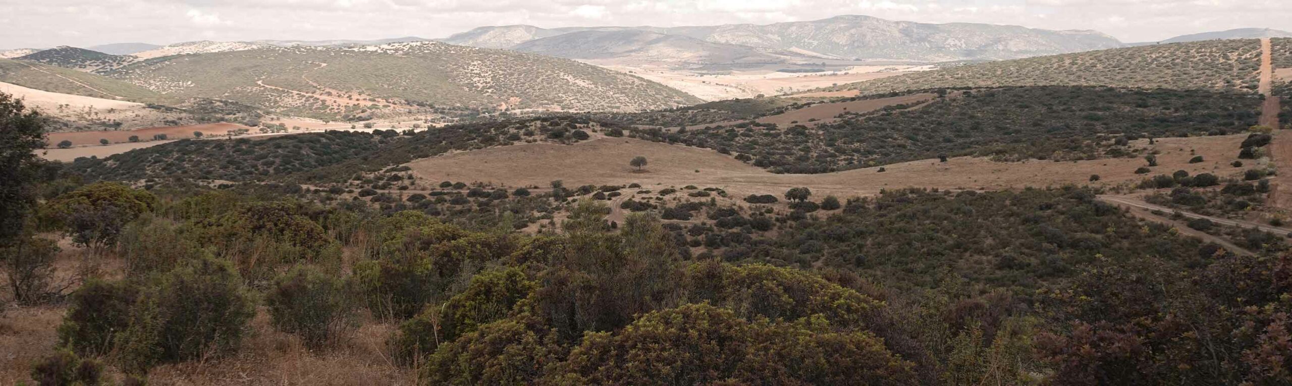 ordenación de montes e inventario forestal