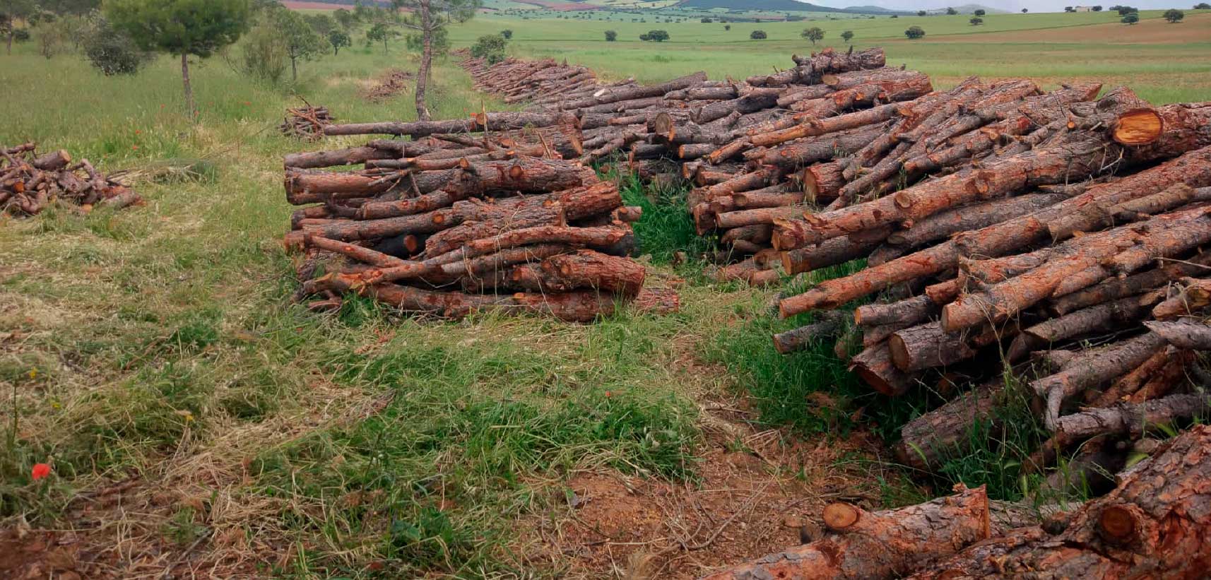 aprovechamientos aprovechamientos forestales