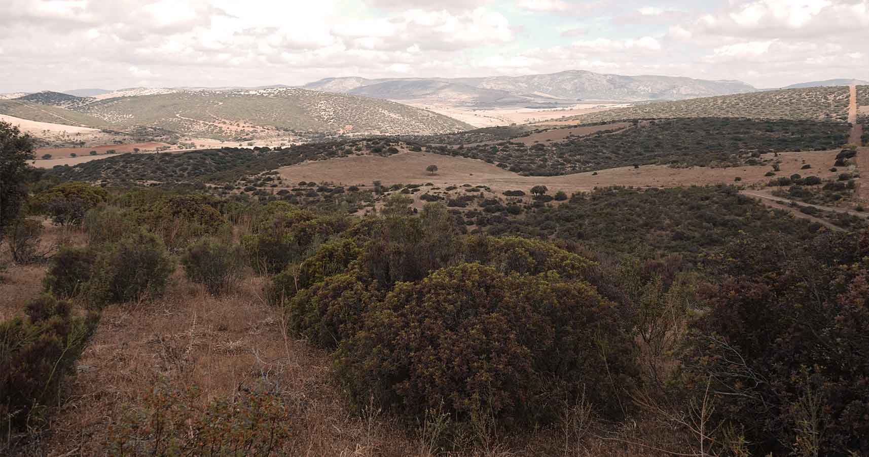 Gestión forestal