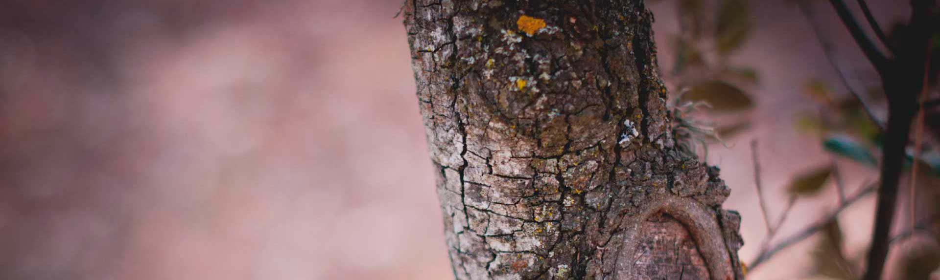  En H-cero nos dedicamos al medio ambiente, a la ejecución de obra forestal y al desarrollo y diseño de dispositivos y software para la gestión forestal.