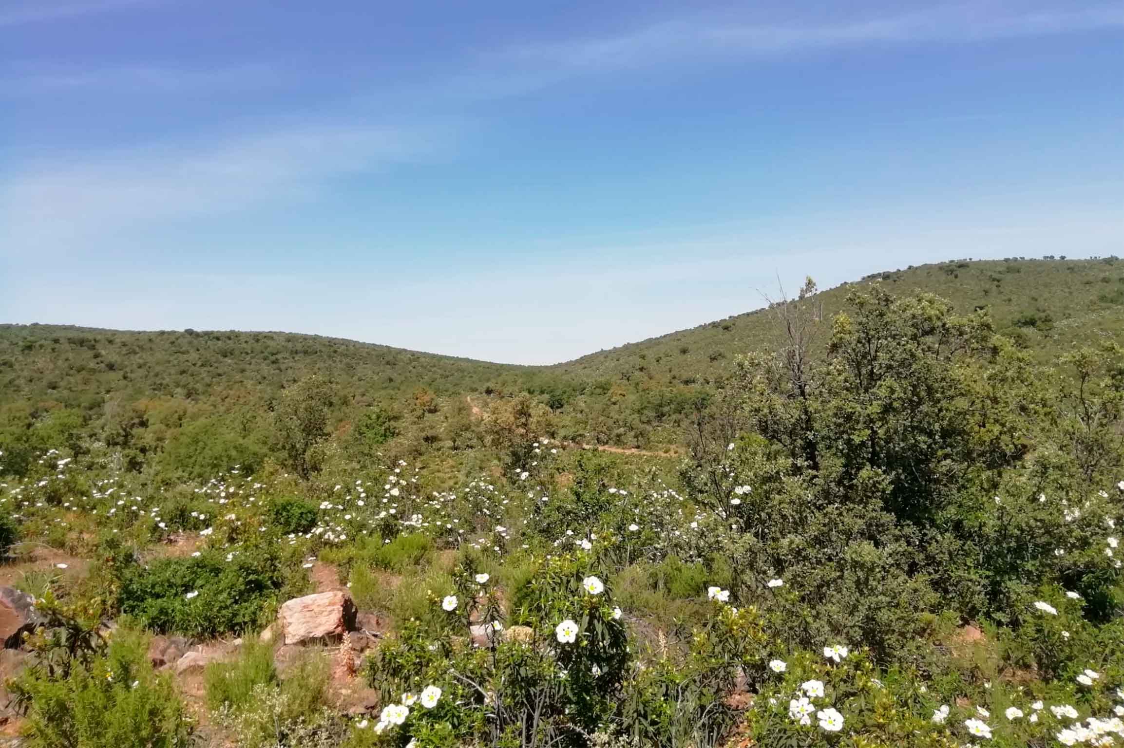 Ordenacion de montes