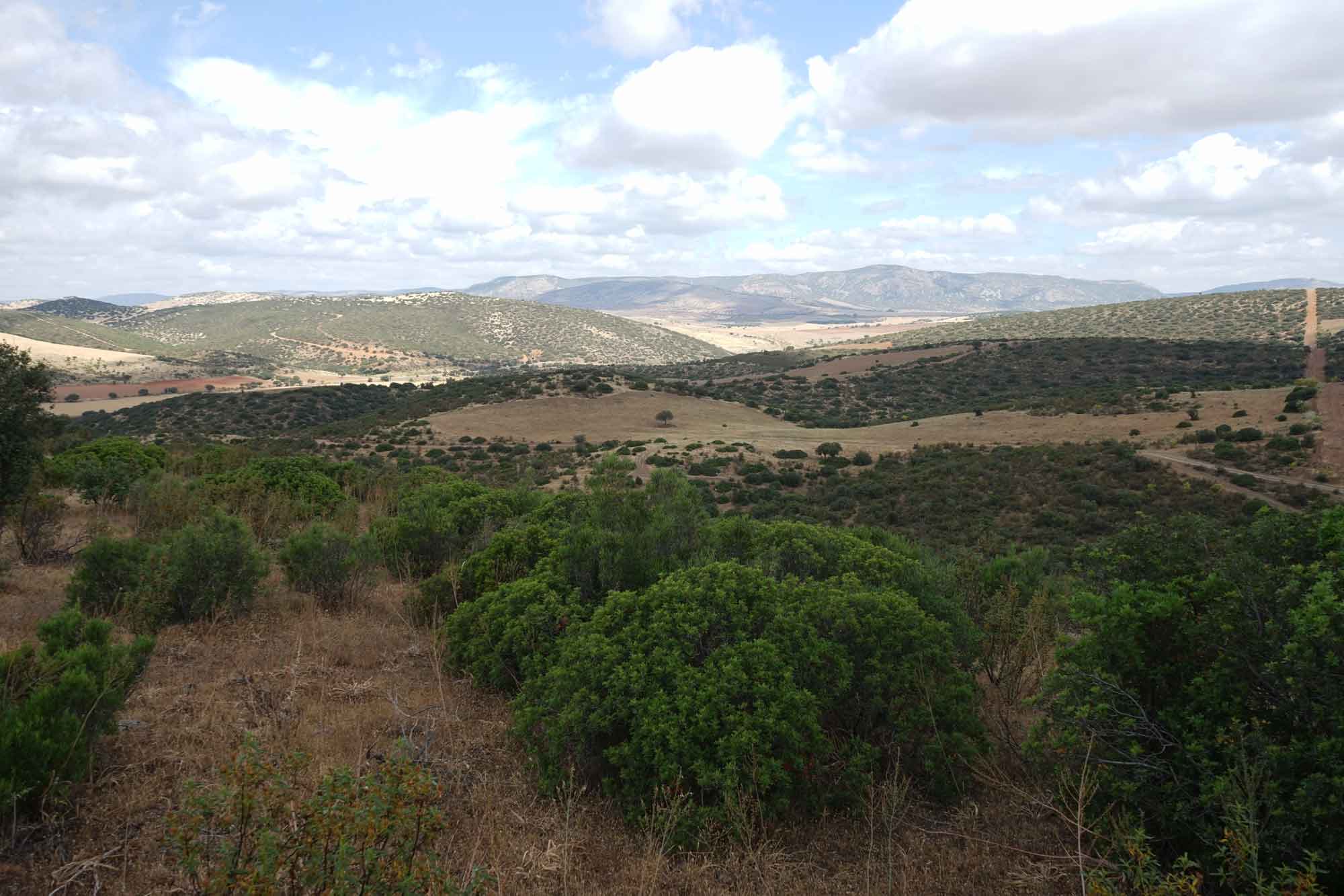 Ordenacion de montes