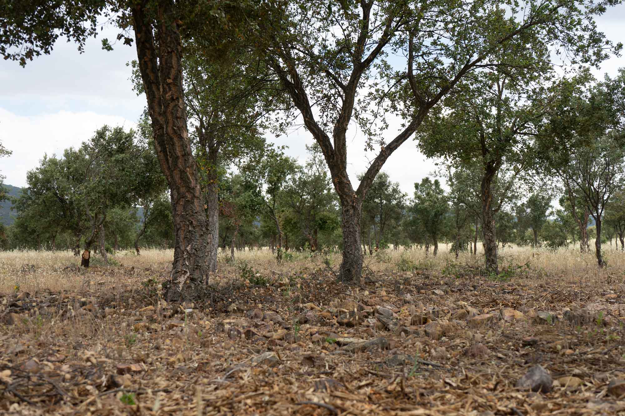 Ordenacion de montes