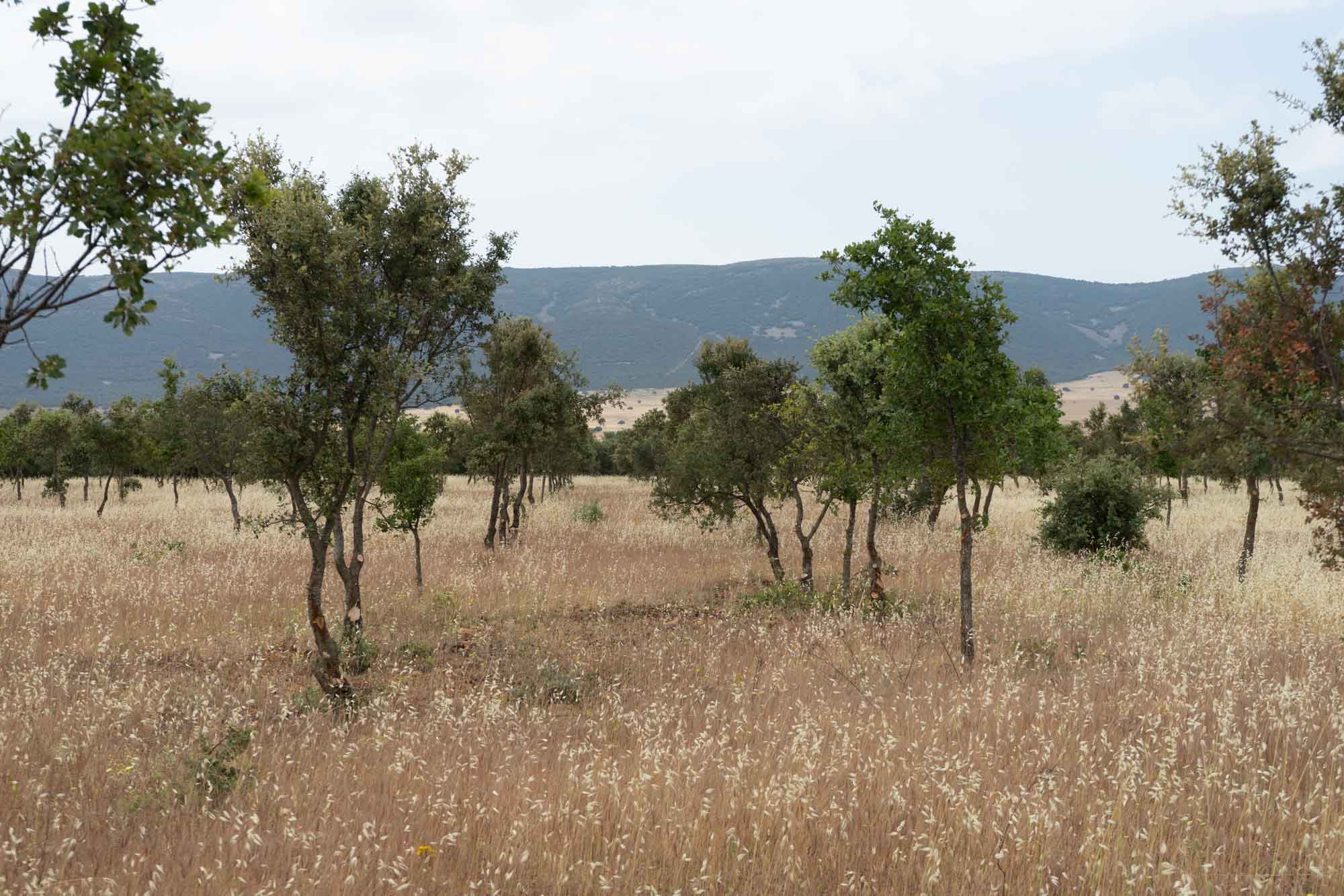 Ordenacion de montes