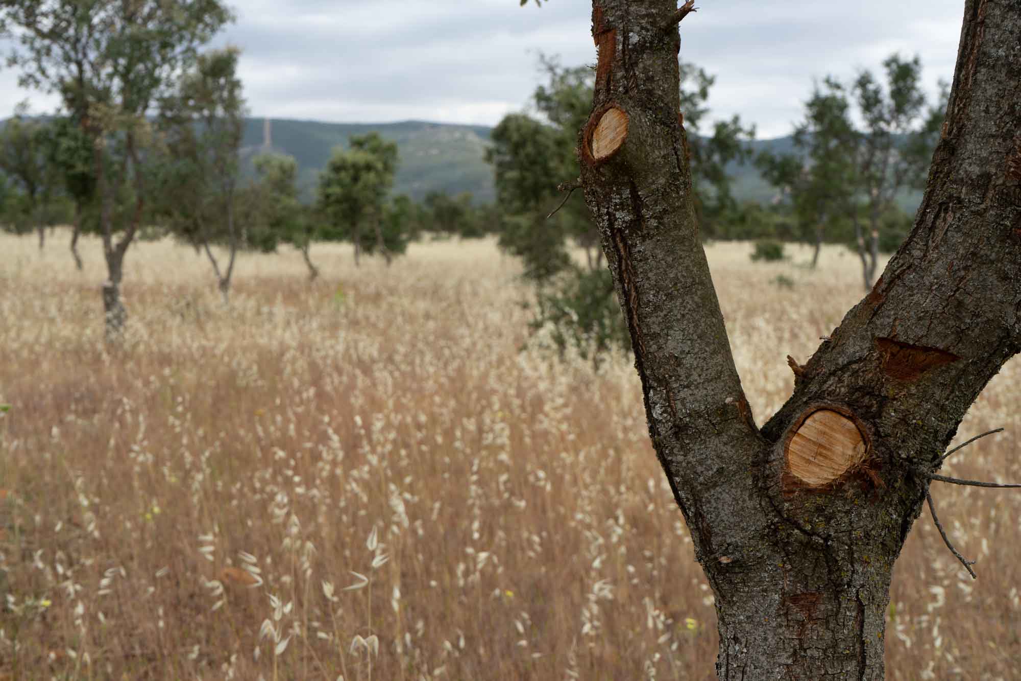 Ordenacion de montes