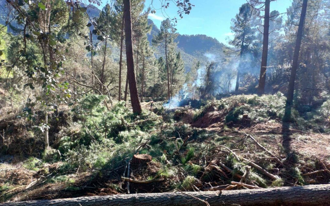 limpieza de montes y reforestaciones