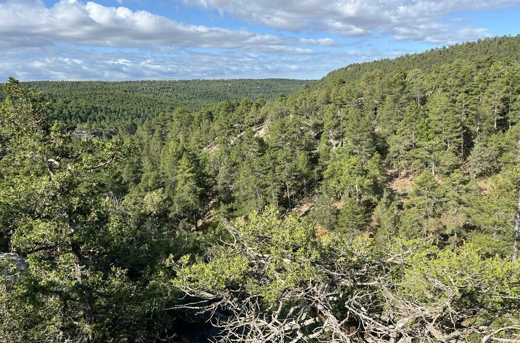 Ordenación de Montes de la Dehesa de Cotillas, un lugar excepcional / blog 6