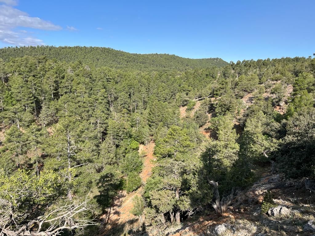 Ordenación de Montes de la Dehesa de Cotillas, un lugar excepcional / blog 6