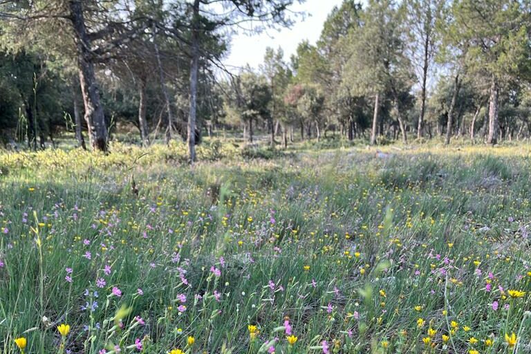 inventario de pastos ordenacion de montes