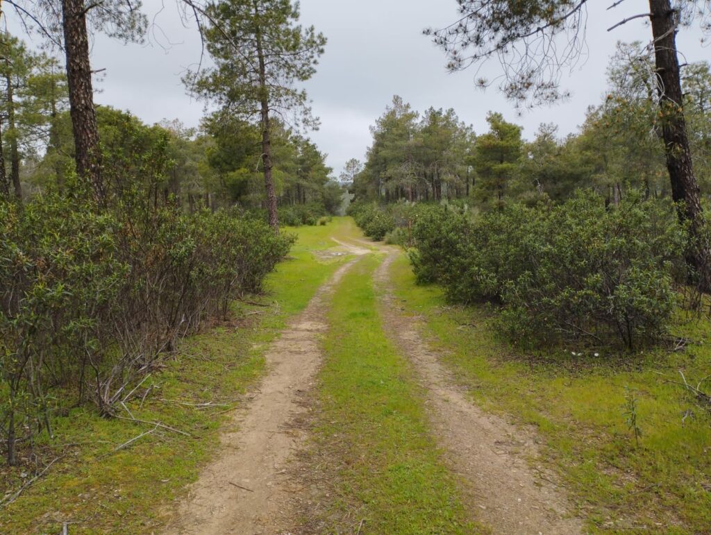 POM e inventario forestal en los Montes de Granadilla (Cáceres-Salamanca) / blog 7