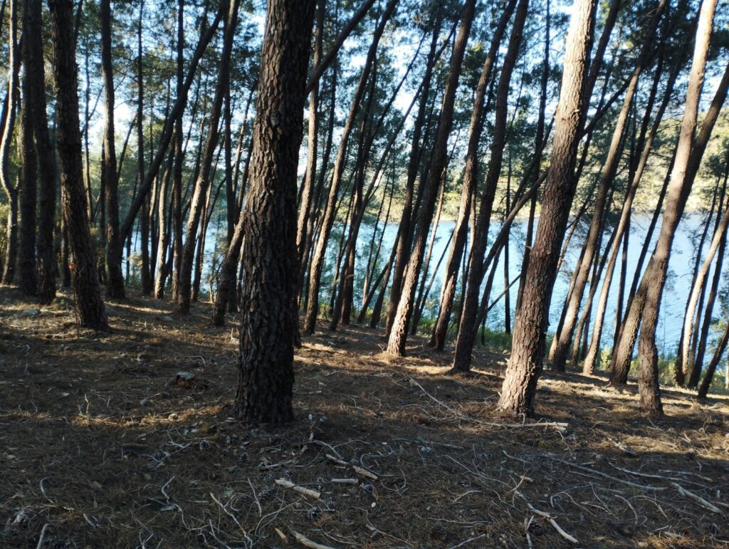 POM e inventario forestal en los Montes de Granadilla (Cáceres-Salamanca) / blog 7 3 POM e inventario forestal en los Montes de Granadilla (Cáceres-Salamanca) / blog 7