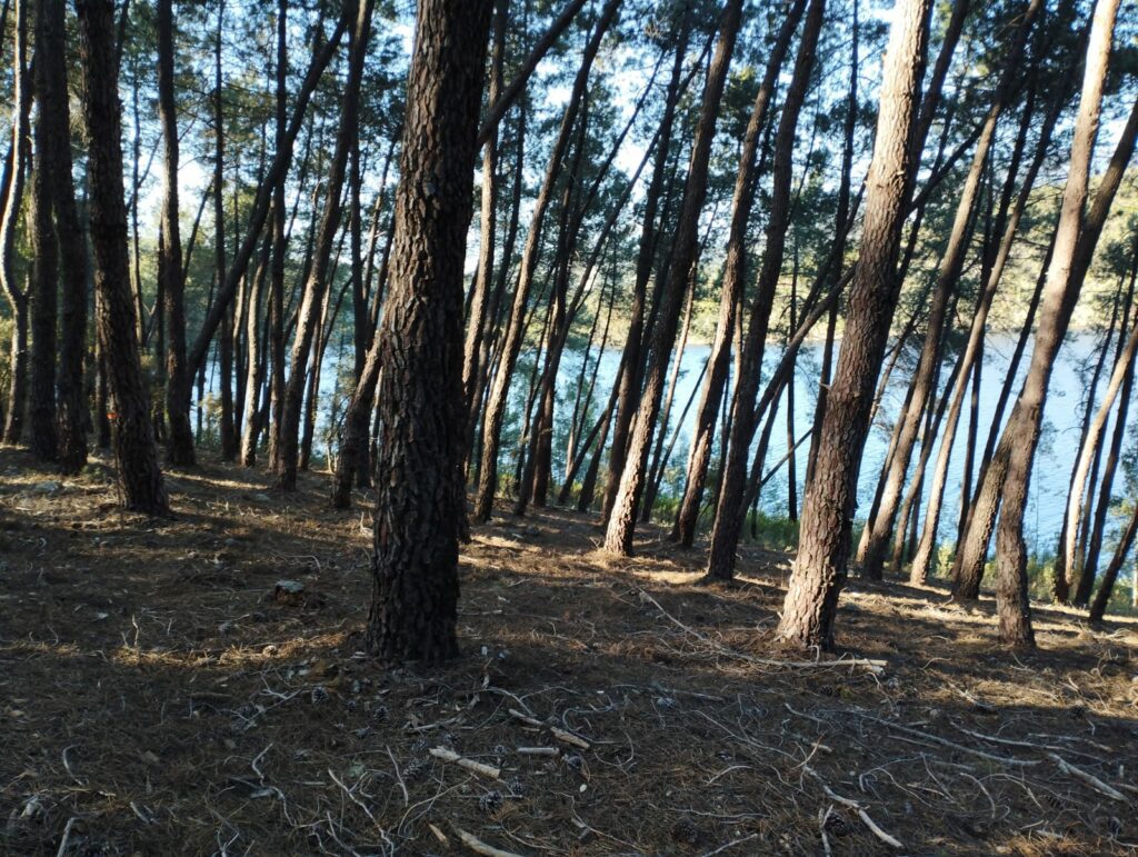 POM e inventario forestal en los Montes de Granadilla (Cáceres-Salamanca) / blog 7