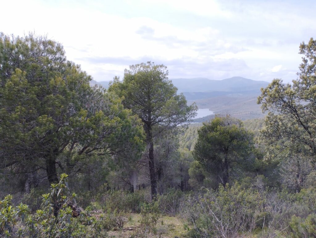 POM e inventario forestal en los Montes de Granadilla (Cáceres-Salamanca) / blog 7