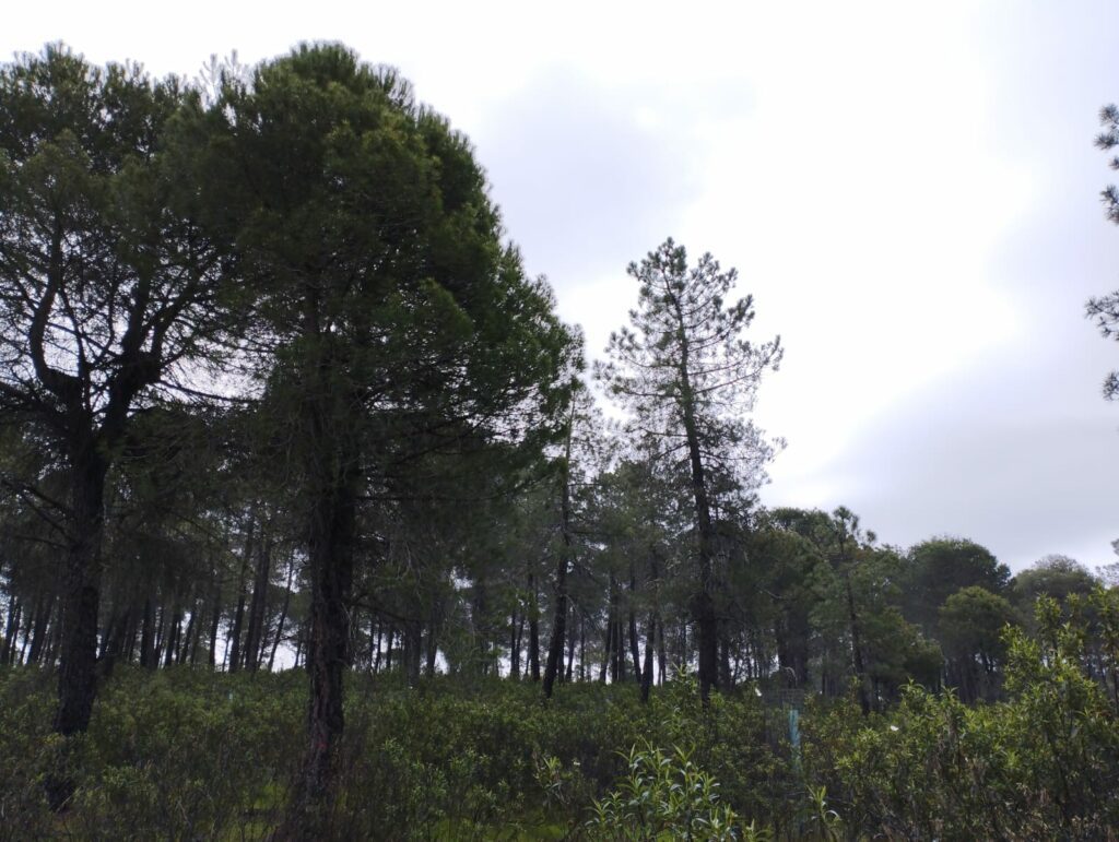 POM e inventario forestal en los Montes de Granadilla (Cáceres-Salamanca) / blog 7