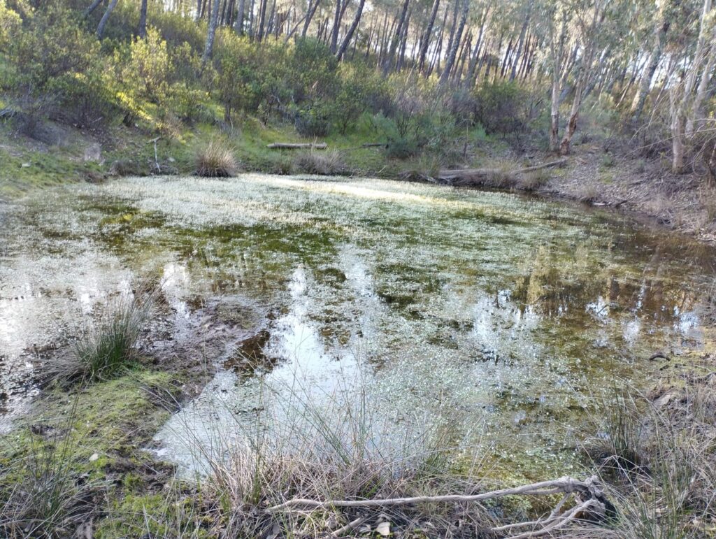 POM e inventario forestal en los Montes de Granadilla (Cáceres-Salamanca) / blog 7